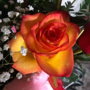 Meet your Posher, Marlene